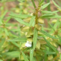 Bacopa floribunda (R.Br.) Wettst.